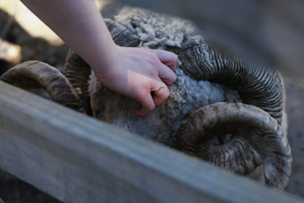 Person's hand scratches a ram's head.